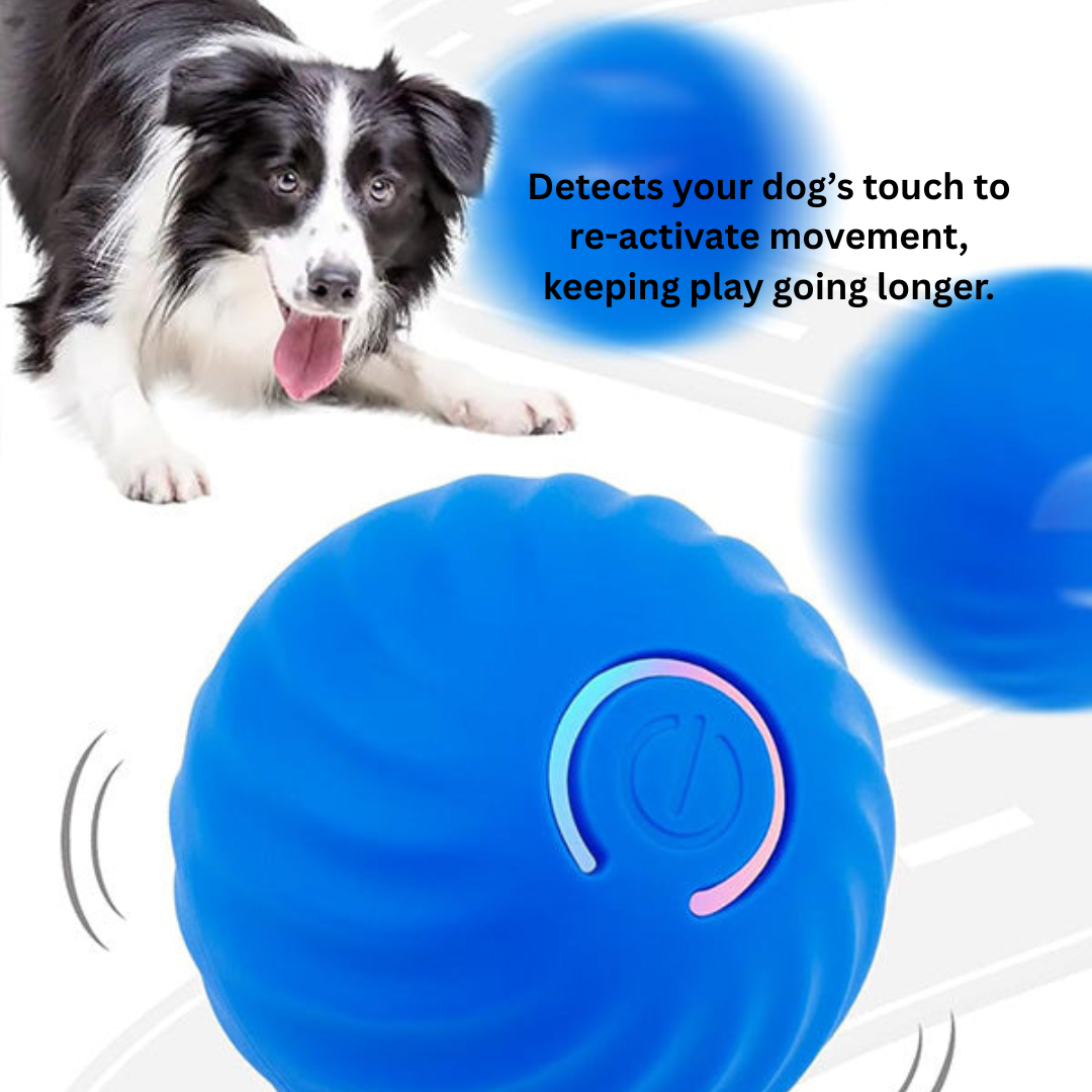 Dog Smarts Bouncing Ball Automatic Rolling Cats Ball Toy Interactive Dog Toys Pet Training Dog Interactive Toys For Dogs Home